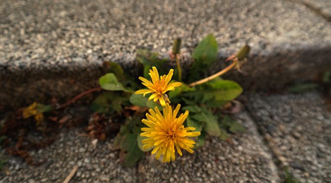 Blooming Through Cement